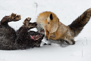 Fototapeta na wymiar Red Fox (Vulpes vulpes) Dominates Red Fox Winter
