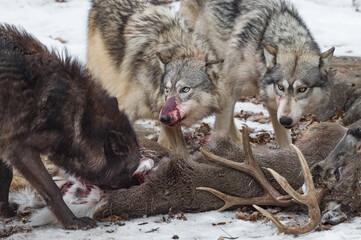 Blood Covered Grey Wolves (Canis lupus) Look Up From White-Tail Deer Carcass Winter