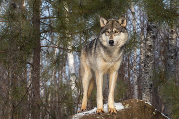 Grey Wolf (Canis lupus) Looks Out From Atop Rock Winter