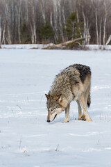 Grey Wolf (Canis lupus) Nose to Ground in Snowy Field Winter