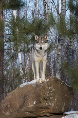 Obraz premium Grey Wolf (Canis lupus) Stares Out From Atop Rock Winter