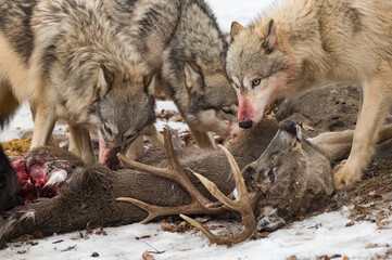Blood Covered Grey Wolves (Canis lupus) Gather Around Body of White-Tail Deer Winter