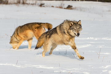 Grey Wolf (Canis lupus) Pounces Forward Away From Packmate Winter