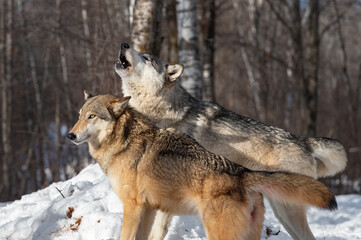 Obraz premium Grey Wolf (Canis lupus) Stands Next to Packmate Howling Winter