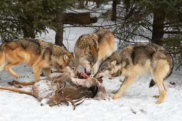 Grey Wolves (Canis lupus) Nose Up to Body of White-Tail Deer Winter