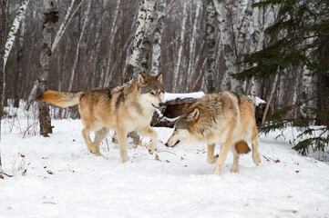 Two Grey Wolves (Canis lupus) Interact on Edge of Birch Forest Winter