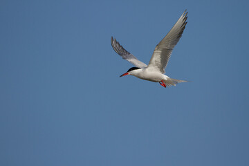 Obraz premium Flußseeschwalbe (Sterna hirundo)