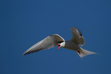 Fototapeta premium Flußseeschwalbe (Sterna hirundo)