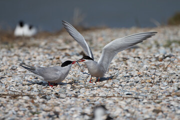 Flußseeschwalben (Sterna hirundo) Balzfütterung