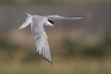 Flußseeschwalbe (Sterna hirundo)