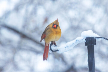 Female Cardinal On Snowy Winter Day