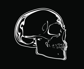 Vector white line skull on black background with white water ripple rings.