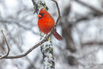 Bright Red Male Cardinal Bird On Tree Branch In Winter