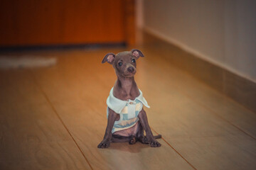 Puppy dog galgo sitting paying attention alert portrait