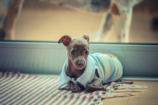 Puppy dog galgo wearing clothes lying resting in the house portrait