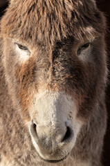 Naklejka na ściany i meble The donkey is an ordinary gray. Donkey. Equus asinus. Cute donkey. The donkey from Shrek.