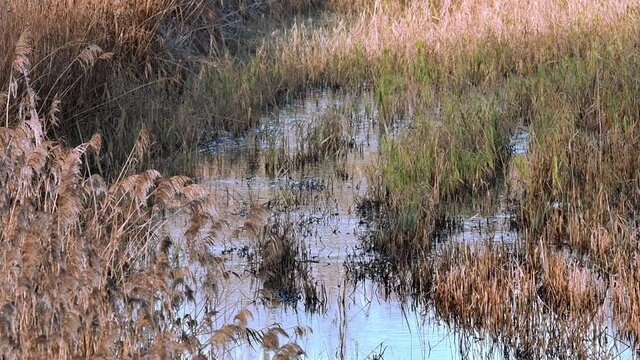 Eurasian bittern / great bittern (Botaurus stellaris) showing camouflage colours while foraging in reed bed of wetland