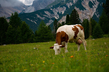 Fototapeta na wymiar cow in the mountain meadow