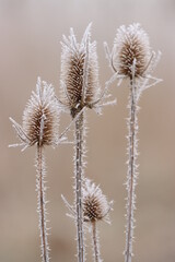 Obraz premium Frostige Zeiten