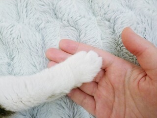 The white paw of a cat lies on the palm of a person. Animal and human relations. Light colors .