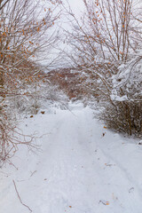 Trees and bushes covered with snow in the forest