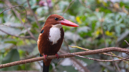 White throat kingfisher bird sitting on tree branch with red beak