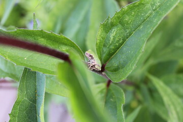 frog on a leaf