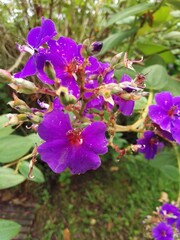 Flowers in the garden