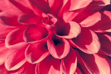 Macro shot of a pink dahlia - Detail of a dahlia