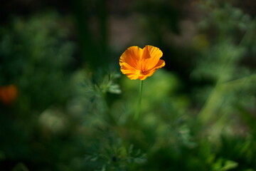 Obraz premium yellow orange flower