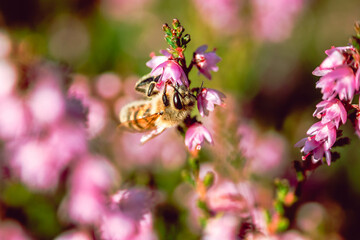 Honey bee on a purple heather flower with a colorful bokeh background.