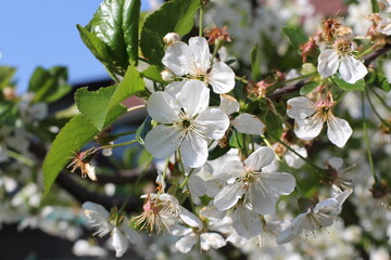 White apricot blossom