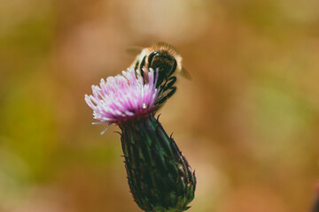 Honey bee on a purple flower of melancholy thistle with a colorful bokeh background.