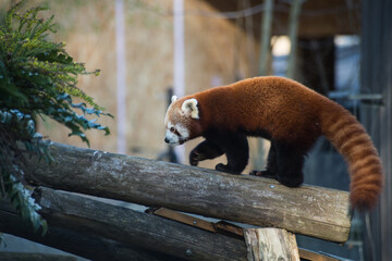 Portrait of red panda walking on tree branch at the zoologic park