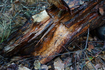 Piece of wood with resin. Czech wood.