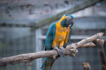 portrait of colorful parakeet perched on tree branch