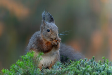 Eurasian red squirrel (Sciurus vulgaris) eating a nut in the forest of Noord Brabant in the...