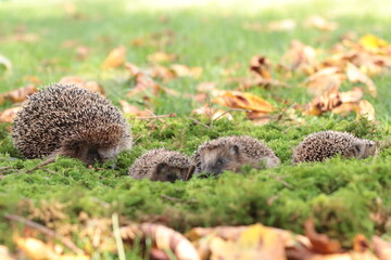 Igel (Erinaceidae)