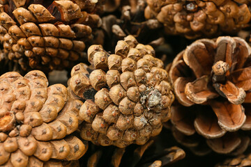 Texture of pine cones, closeup