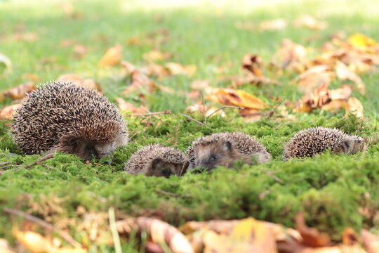 Igel (Erinaceidae)