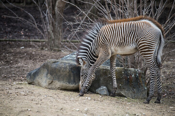 Naklejka na ściany i meble Portrait of baby zebra in a zoologic park