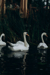 swans on the lake