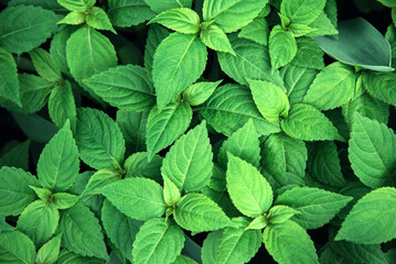Abstract background of green mint leaves