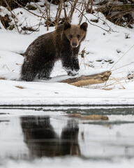 Obraz premium Brown Bear, Ursus arctos, Bieszczady Mts., Carpathians, Poland.