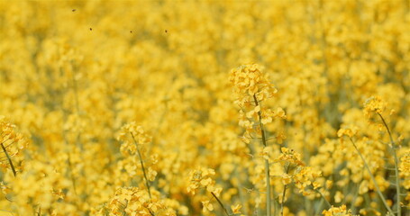 Farmer Examining Rapeseed Crops at Farm Agriculture Concept.