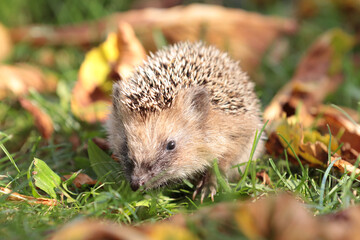 Igel (Erinaceidae)