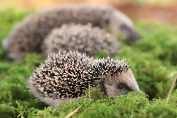 Igel (Erinaceidae)