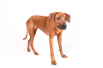 neugieriger Hund steht auf hellem Hintergrund