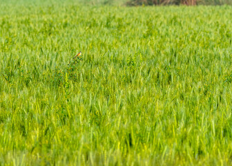 A green Wheat field with a bird