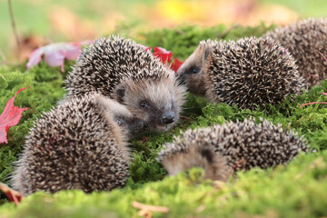 Igel (Erinaceidae)